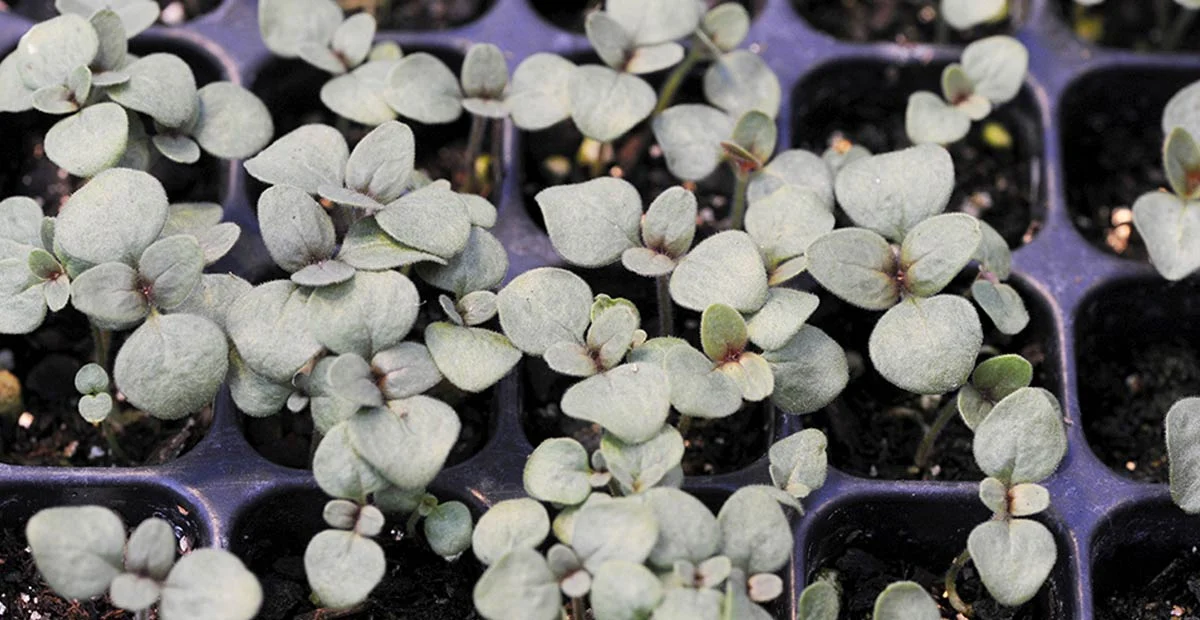 Read article 'A Church of Seeds'