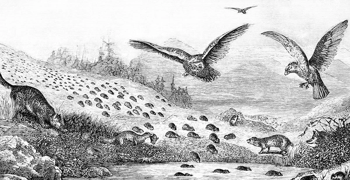 Read article 'Of Lemmings and Men'