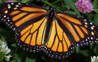 monarch butterfly