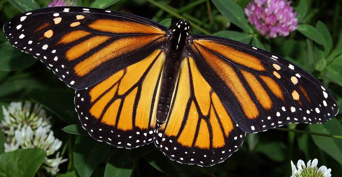 Read article 'Attracting Butterflies for All Generations'