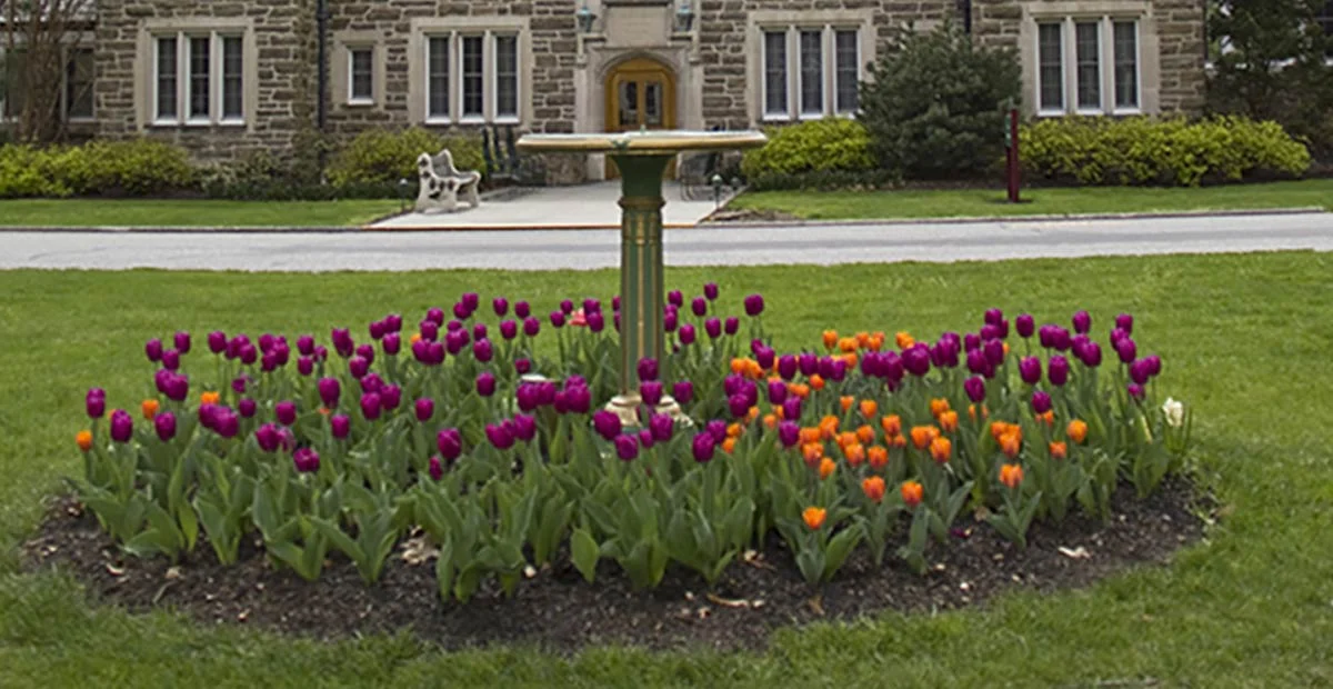 Read article 'To Mow or Not to Mow?'
