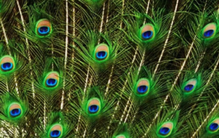 peacock feathers