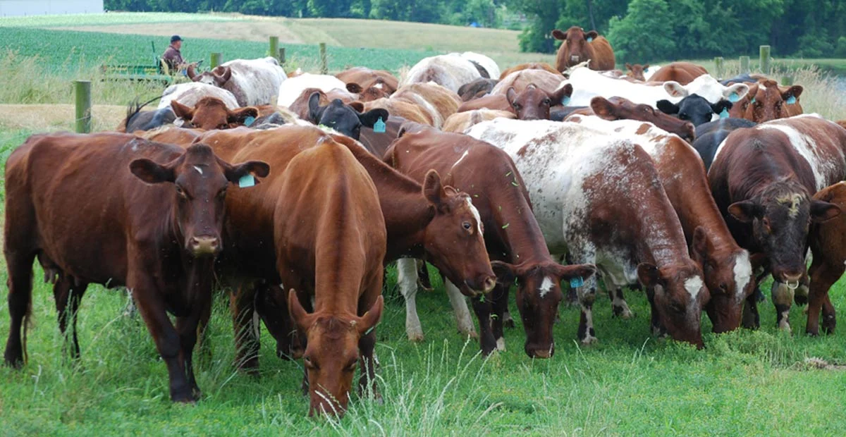 Read article 'Masonic Villages Wins National Beef Quality Award'