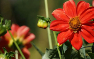 Closeup of flowers outdoors.