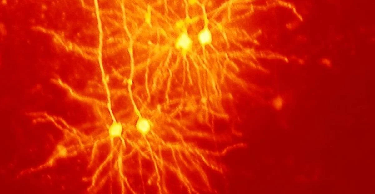 Read article 'What is Essential Tremor?'