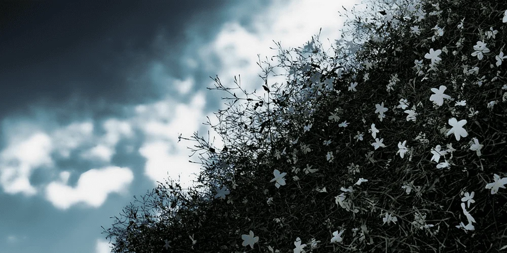 Read article 'Of Death and Heaven'