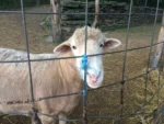 sheep at fence