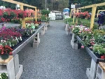 Rows of flowers for sale at a farm market.