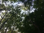 trees in northeastern pa