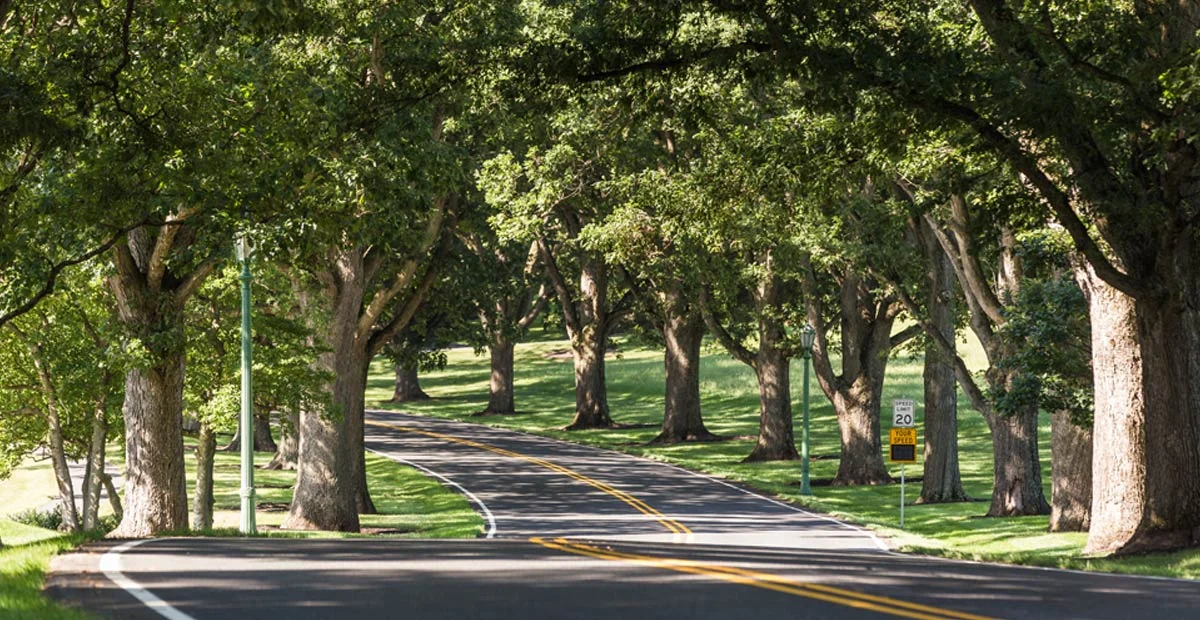 Read article 'A Tribute to Trees'