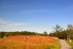 Open field surrounded by trees.