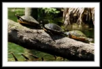 Masonic Village at Dallas resident's photo of turtles on a log.