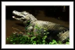 Masonic Village at Dallas resident's photo of a crocodile outdoors.