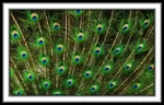 Masonic Village at Dallas resident's photo of peacock feathers.