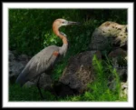 Masonic Village at Dallas resident's photo of a bird outdoors.
