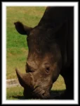Masonic Village at Dallas resident's photo of a rhino grazing.