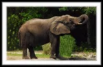 Masonic Village at Dallas resident's photo of an elephant outdoors.