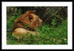 Masonic Village at Dallas resident's photo of a lion laying outside.