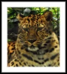 Masonic Village at Dallas resident's photo of a jaguar outdoors.