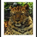 maosnic village at dallas resident animal photographs
