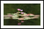 Masonic Village at Dallas resident's photo of lily pads on a pond.
