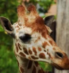 Masonic Village at Dallas resident's photo of a giraffe oudoors.