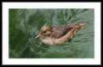 Masonic Village at Dallas resident's photo of a duck swimming.