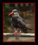 Masonic Village at Dallas resident's photo of a bird outdoors