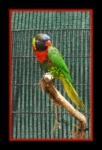 Masonic Village at Dallas resident's photo of a parrot in a cage.