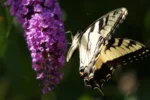 butterfly on flower