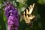 butterfly on flower