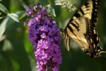 butterfly on flower