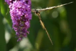 butterfly on flower