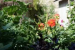 Plants in the multisensory garden.