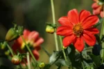Closeup of red flowers.