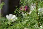 Closeup of masonic village plants