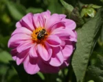 bumblebee on flower