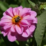 bumblebee on flower