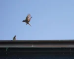 Birds around roof at Masonic Village at Elizabethtown.