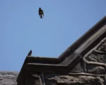 Birds around roof at Masonic Village at Elizabethtown.