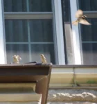 Birds around roof at Masonic Village at Elizabethtown.