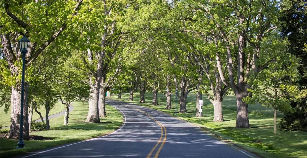 Freemason Drive, a quiet, tree-lined street.